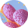 [Icon] Cavity Promoting Microbes | 24px | Left