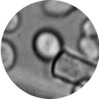Viome - Bacillus clausii CSI08