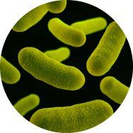 Viome - Streptococcus salivarius K12 (BLIS K12®)